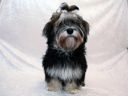 Kennel Miki Nanaoq Laika